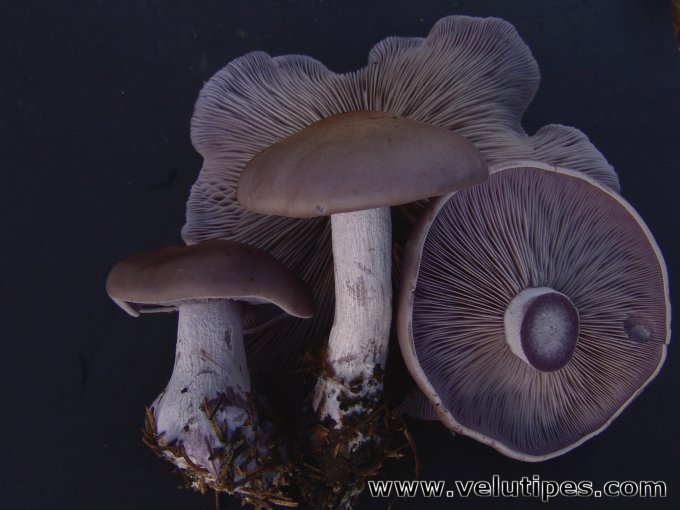 Lepista nuda