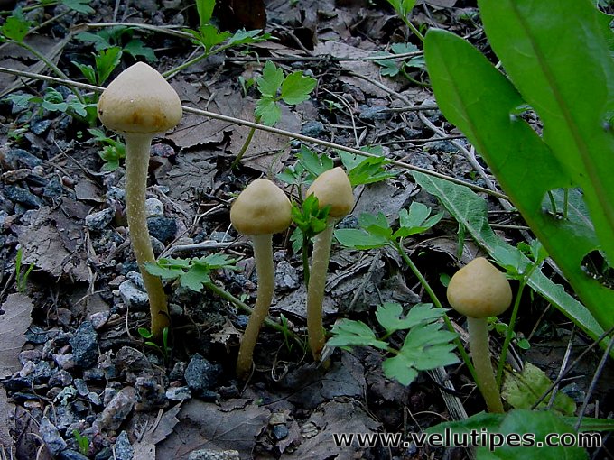 Leratiomyces magnivelaris