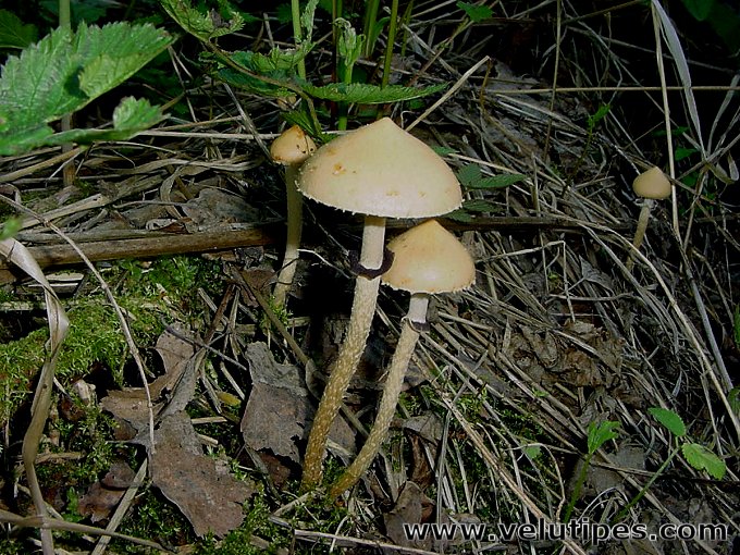 Leratiomyces magnivelaris