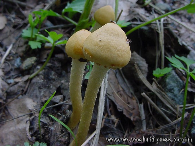 Leratiomyces magnivelaris