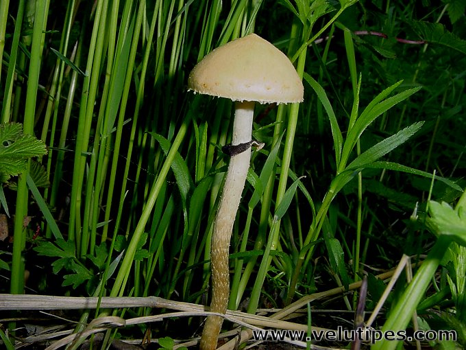 Leratiomyces magnivelaris