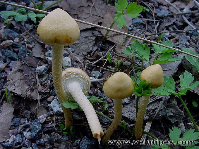 Leratiomyces magnivelaris