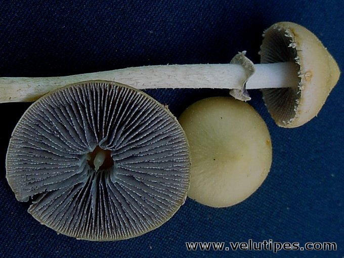 Leratiomyces magnivelaris