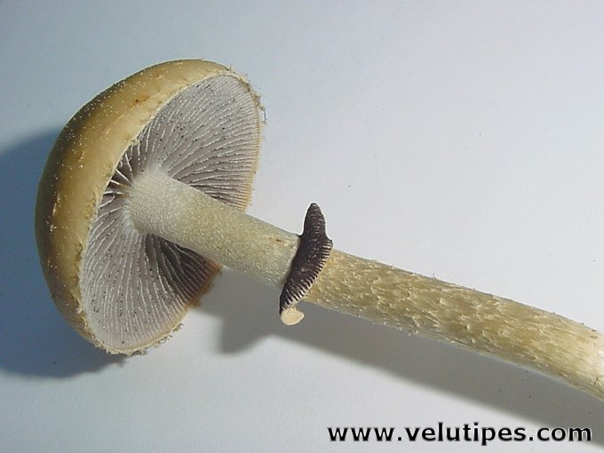 Leratiomyces magnivelaris