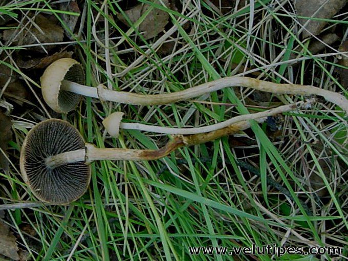 Leratiomyces magnivelaris