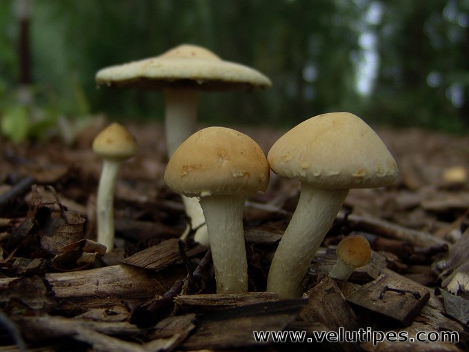 Leratiomyces percevalii