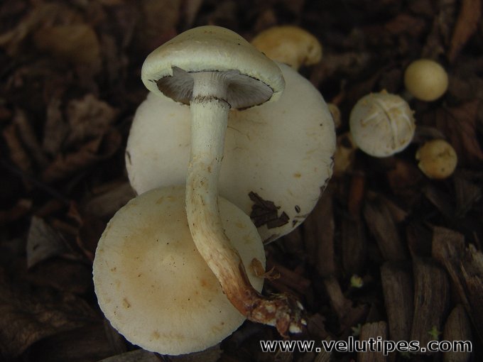 Leratiomyces percevalii