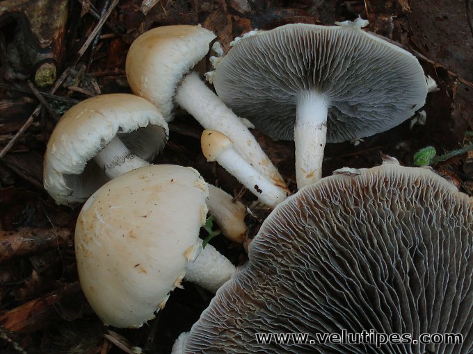 Leratiomyces percevalii