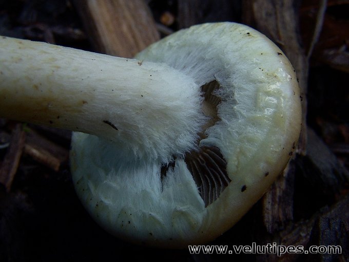 Leratiomyces percevalii