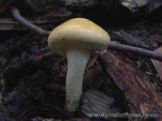 Leratiomyces percevalii