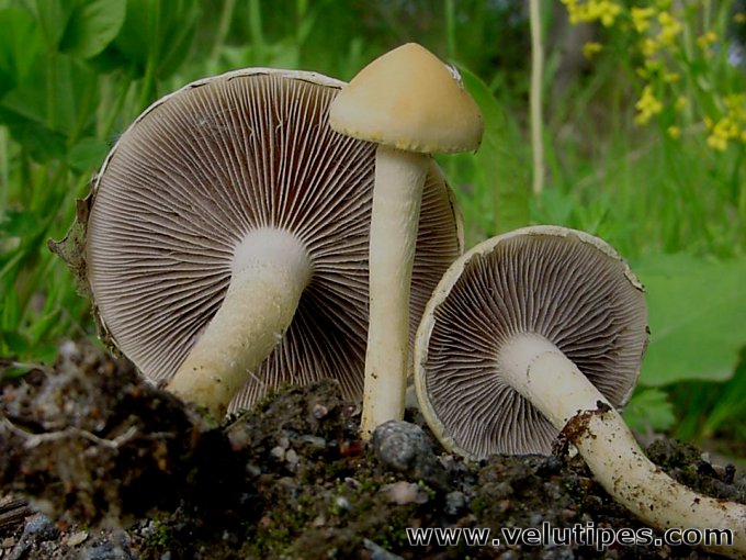 Leratiomyces percevalii