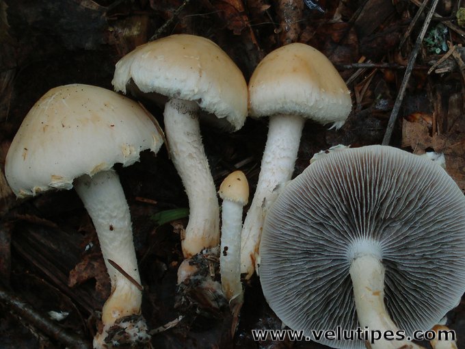 Leratiomyces percevalii