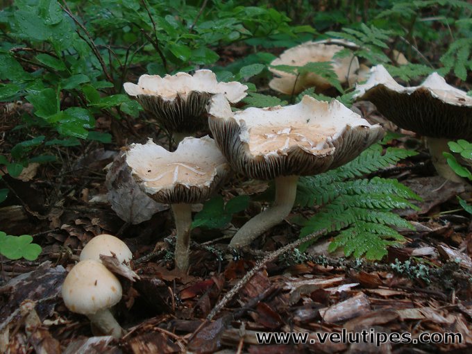 Leratiomyces percevalii