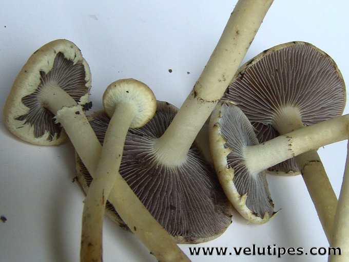 Leratiomyces percevalii