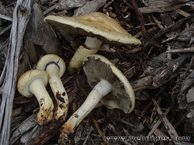 Leratiomyces percevalii