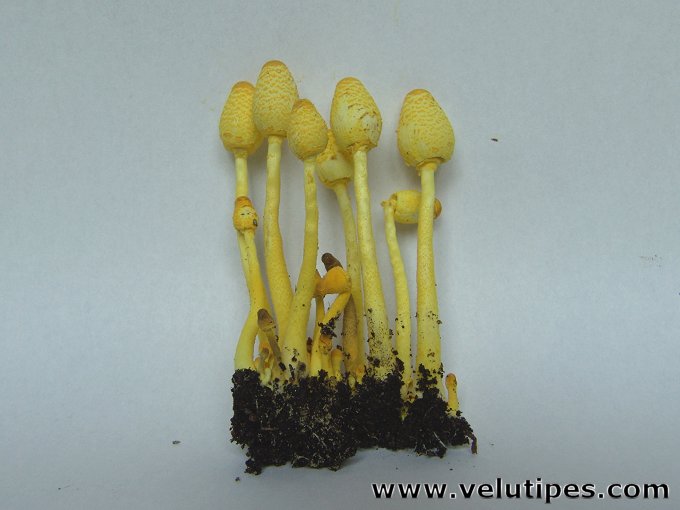 Leucocoprinus birnbaumii