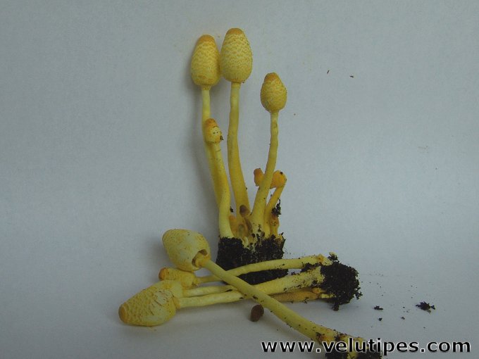 Leucocoprinus birnbaumii