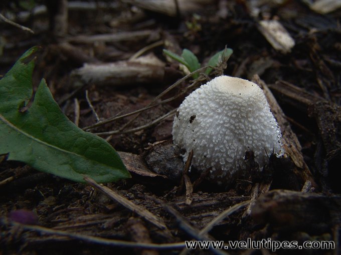 Leucocoprinus cretaceus