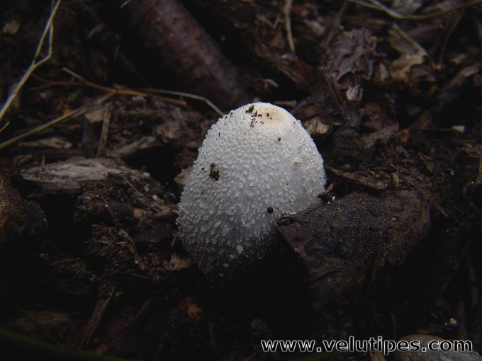 Leucocoprinus cretaceus