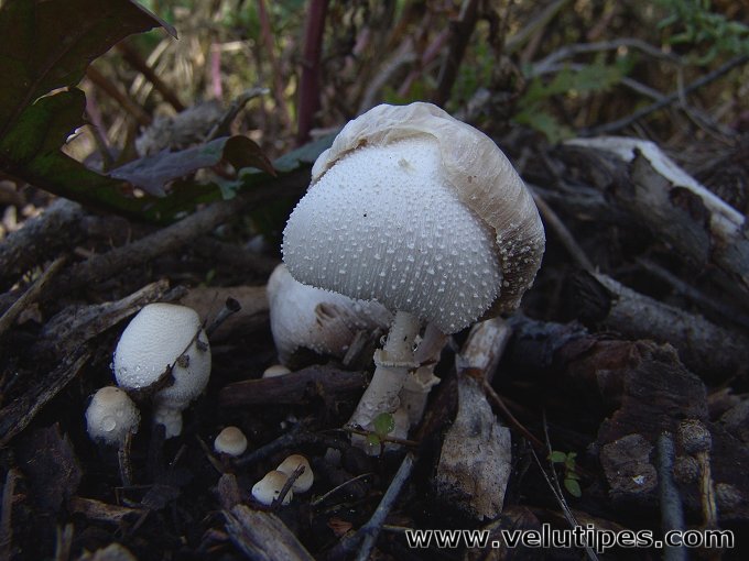 Leucocoprinus cretaceus