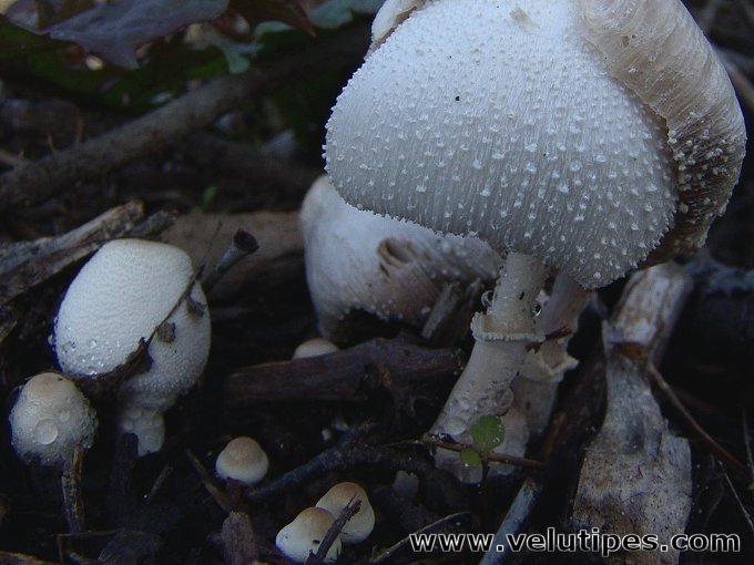 Leucocoprinus cretaceus