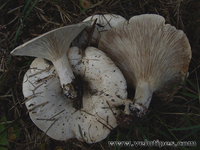  Leucopaxillus giganteus 