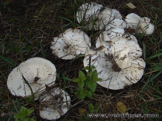  Leucopaxillus giganteus 