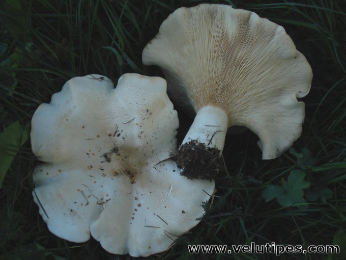  Leucopaxillus giganteus 