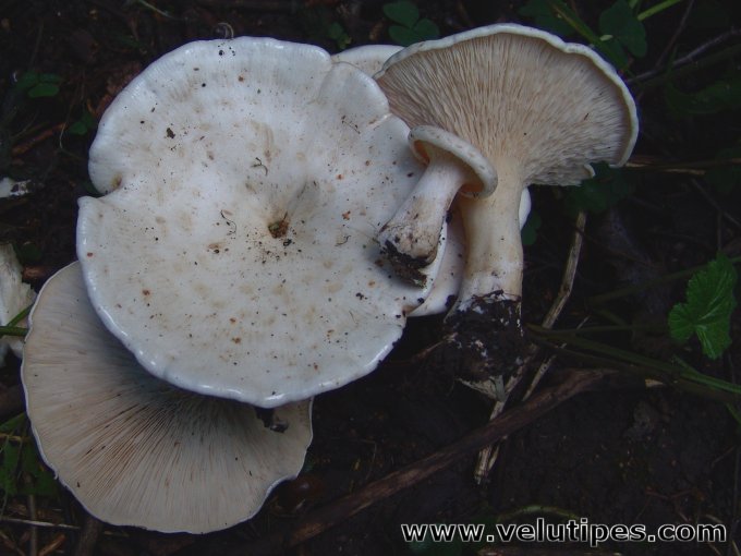  Leucopaxillus giganteus 