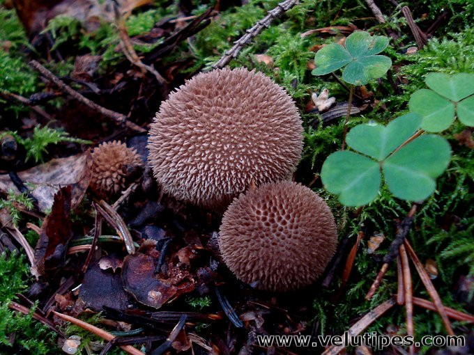 Lycoperdon nigrescens