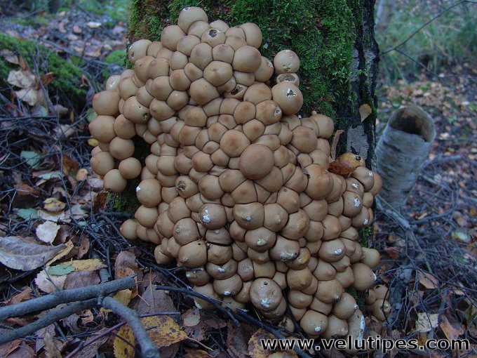  Lycoperdon pyriforme 