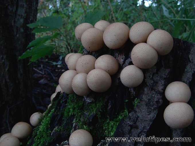  Lycoperdon pyriforme 