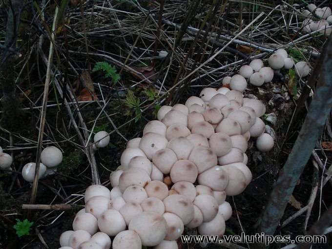  Lycoperdon pyriforme 