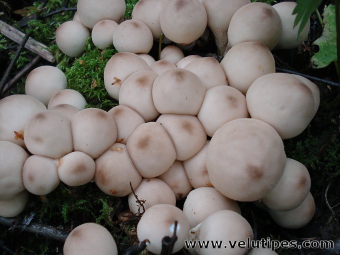  Lycoperdon pyriforme 