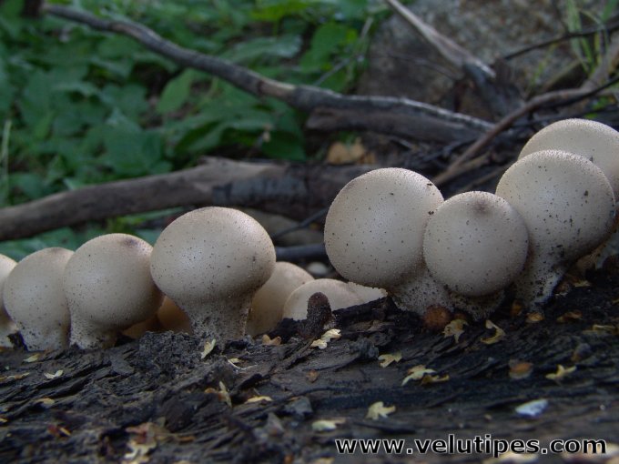  Lycoperdon pyriforme 