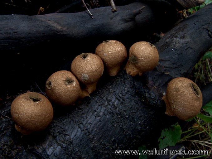  Lycoperdon pyriforme 