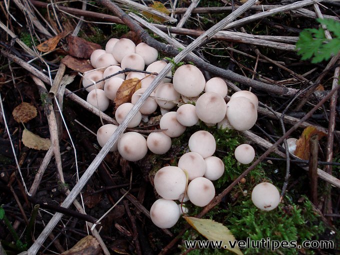  Lycoperdon pyriforme 