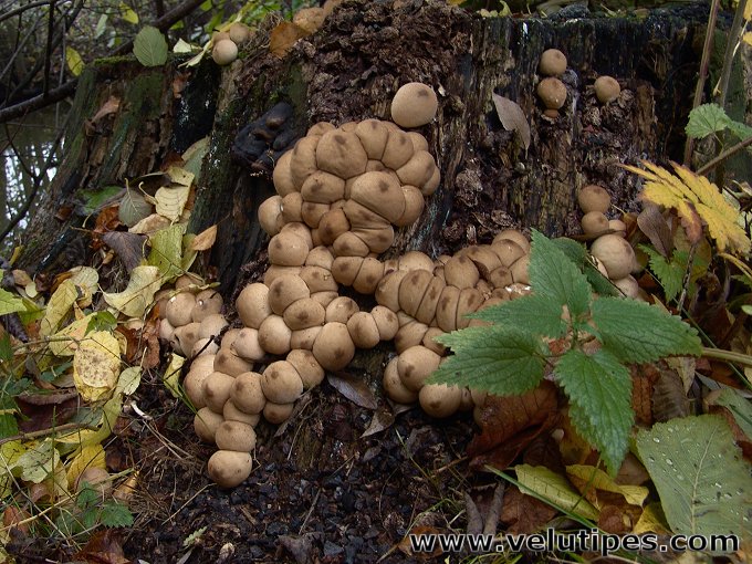  Lycoperdon pyriforme 