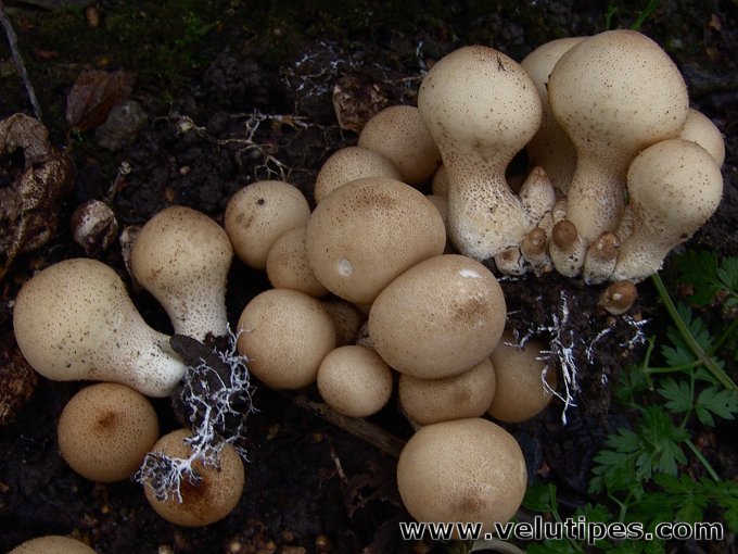  Lycoperdon pyriforme 