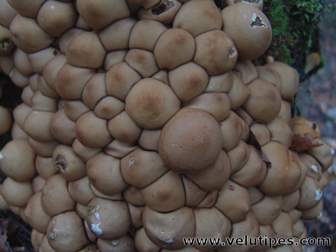  Lycoperdon pyriforme 