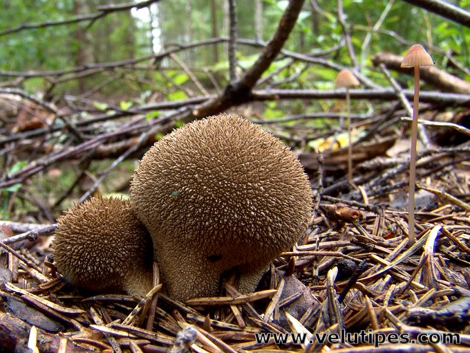 Lycoperdon umbrinum