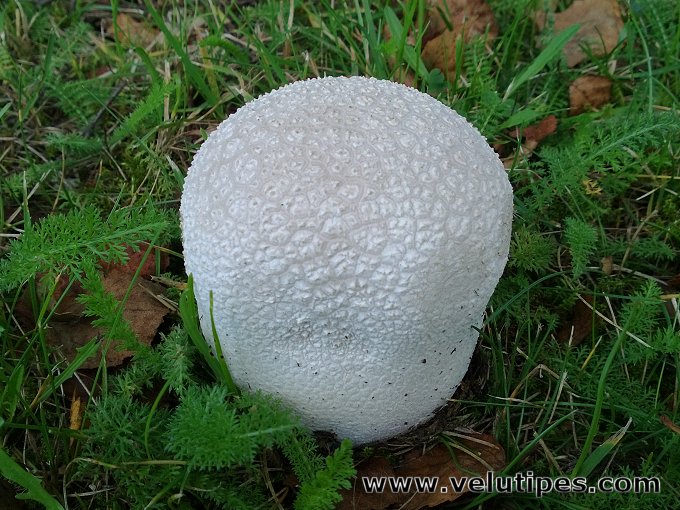 Lycoperdon utriforme
