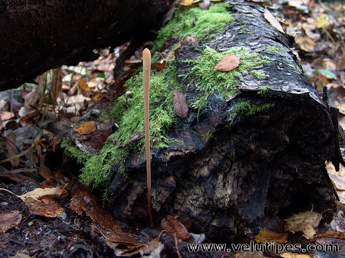 Macrotyphula fistulosa