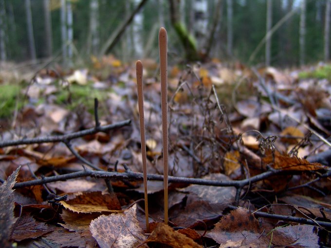 Macrotyphula fistulosa