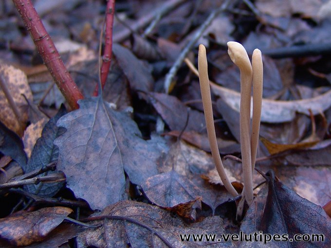 Macrotyphula fistulosa