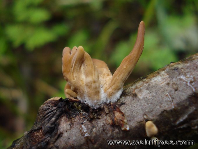  Macrotyphula fistulosa var. contorta 