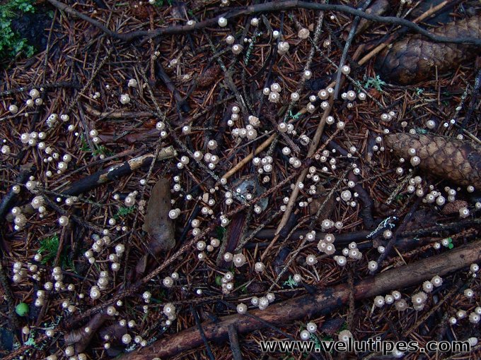 Marasmius wettsteinii