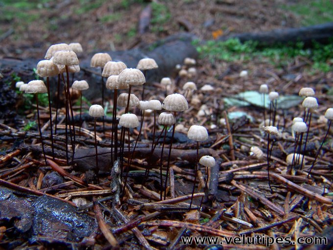 Marasmius wettsteinii