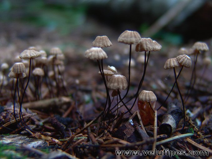 Marasmius wettsteinii
