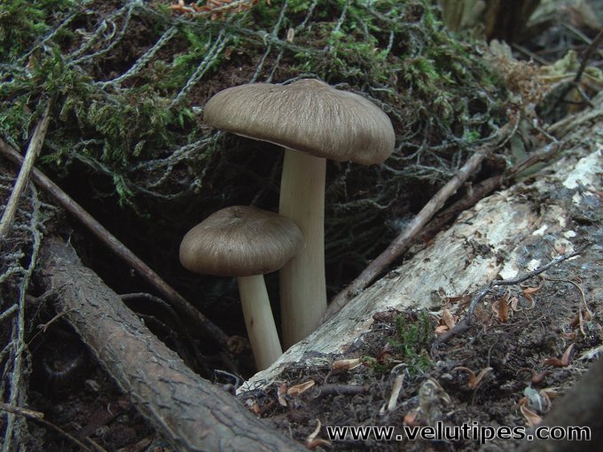  Megacollybia platyphylla 